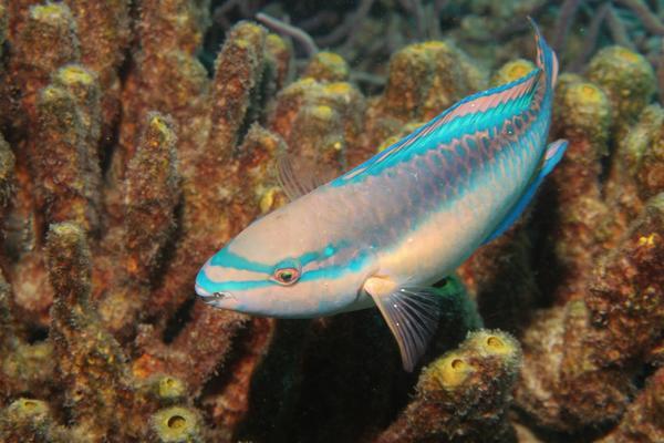 Parrotfish - Princess Parrotfish Parrotfish - Princess Parrotfish