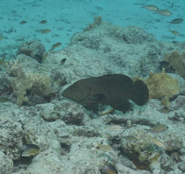 Groupers - Graysby Groupers - Graysby