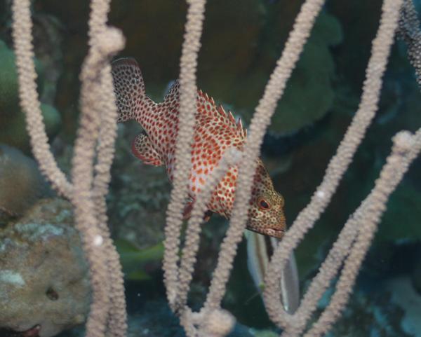 Groupers - Graysby