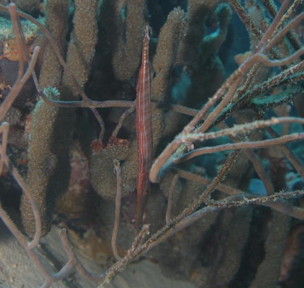 Trumpetfish - Trumpetfish