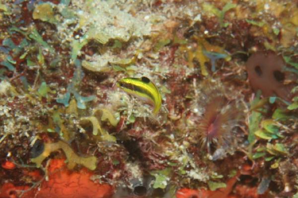 Wrasse - Bluehead Wrasse