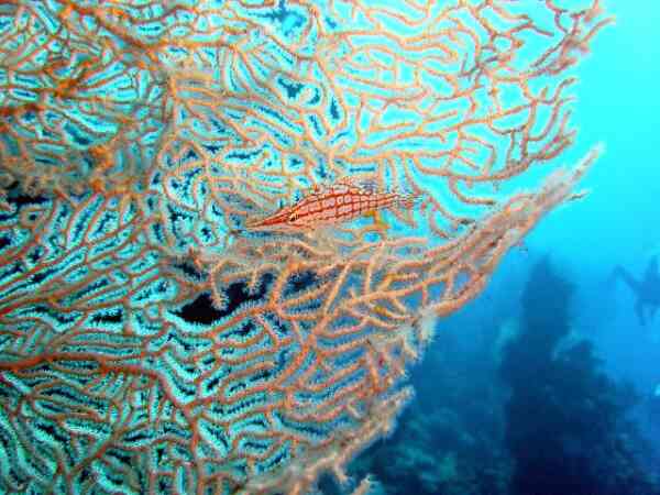 Hawkfish - Longnose Hawkfish