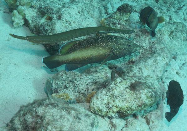 Trumpetfish - Trumpetfish