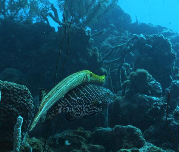 Trumpetfish - Trumpetfish