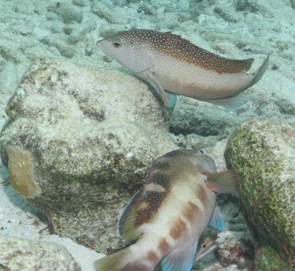 Groupers - Coney