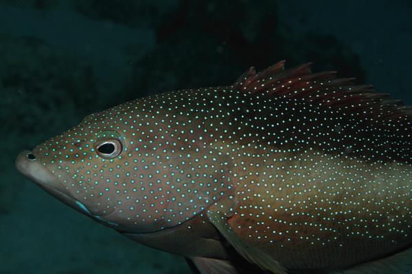 Groupers - Coney