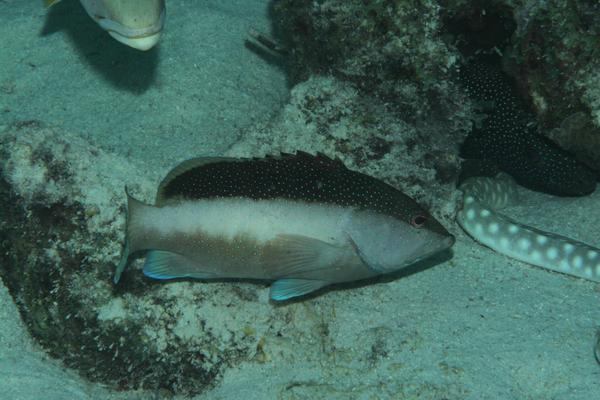 Groupers - Coney