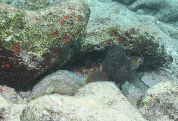 Groupers - Coney