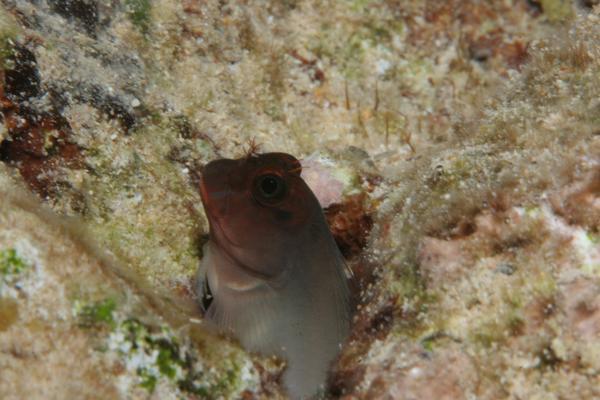 Blennies - Redlip Blenny