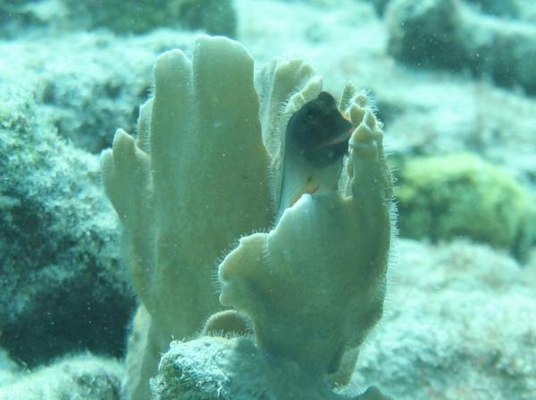 Blennies - Redlip Blenny