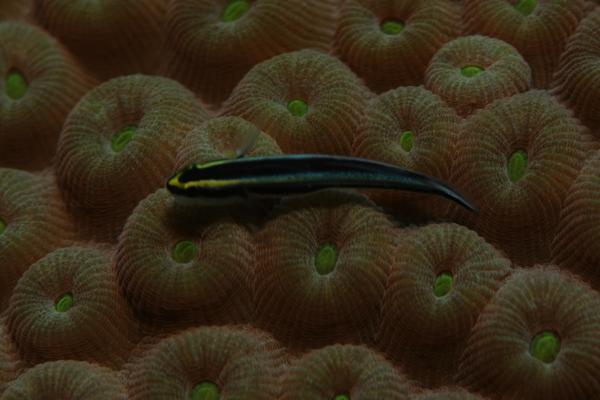 Gobies - Sharknose Goby Gobies - Sharknose Goby