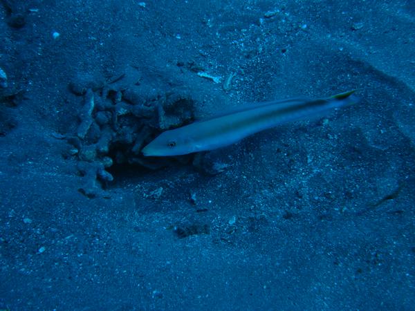 Tilefish - Sand Tilefish