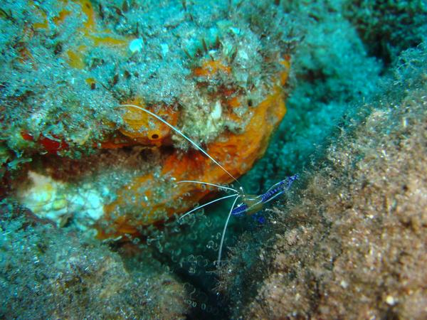 Shrimps - Pederson Cleaner Shrimp