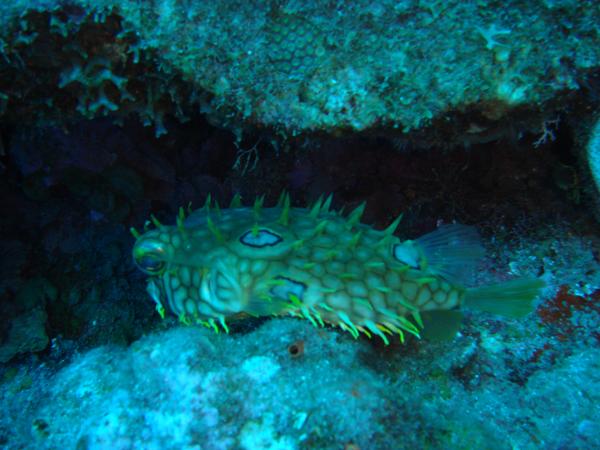 Porcupinefish - Web Burrfish