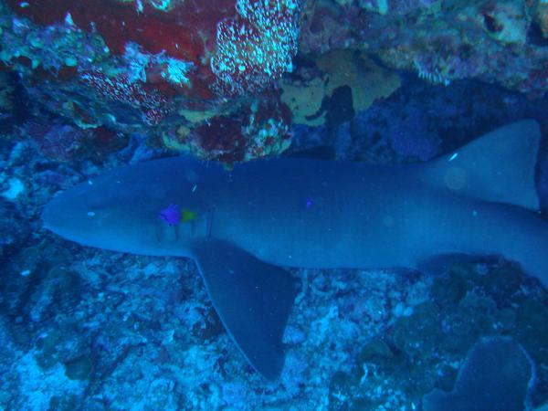 Sharks - Nurse Shark