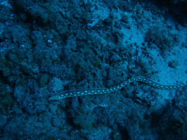 Moray - Sharptail Eel