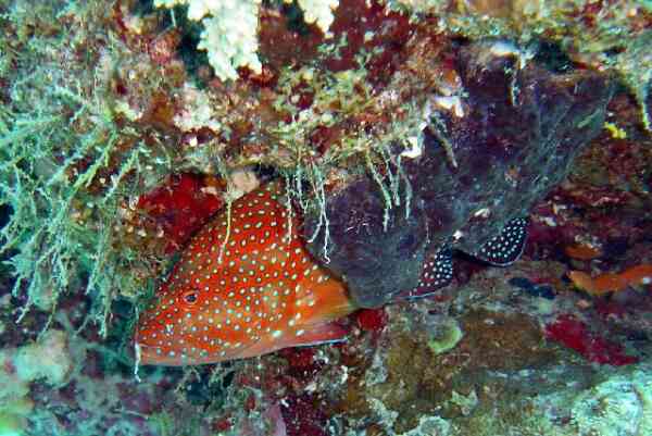 Groupers - Coral Grouper