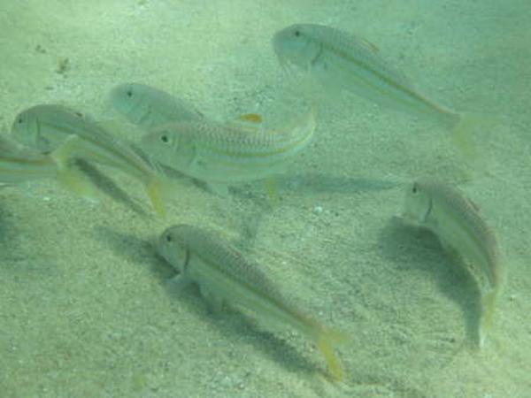 Mullets - Striped Red Mullet