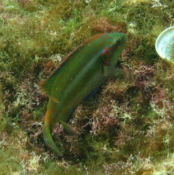 Wrasse - Ocellated Wrasse