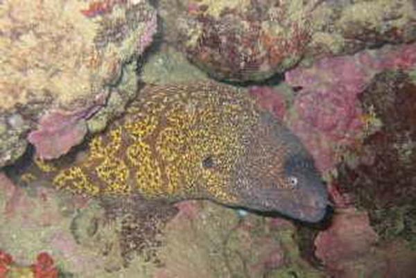 Moray - Mediterranean Moray