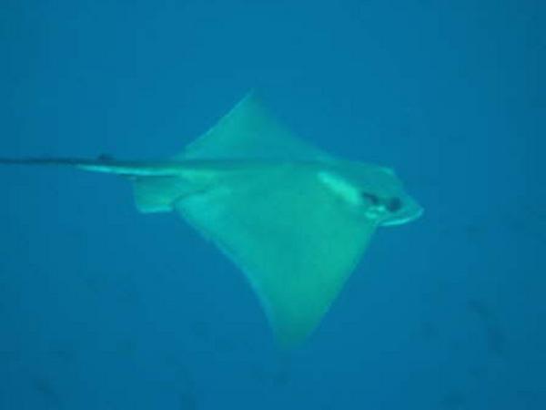 Stingrays - Common Eagle Ray