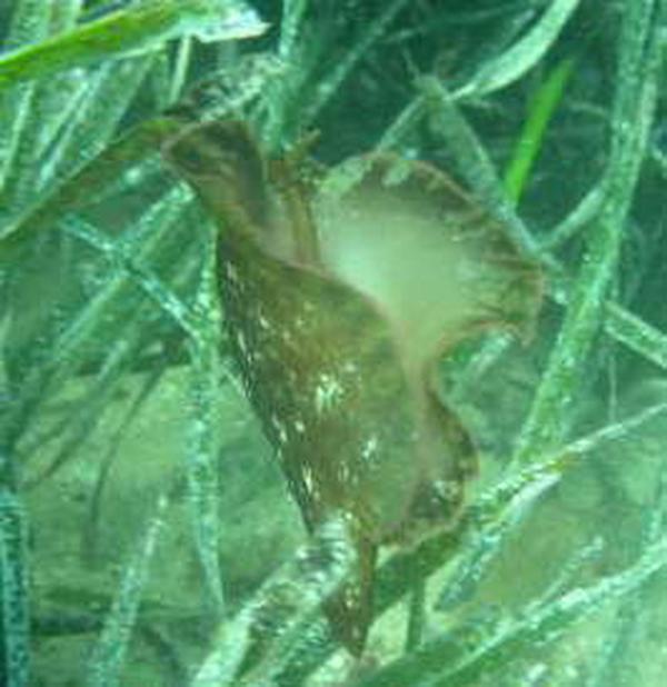 Sea Hare - Swimming Sea Hare