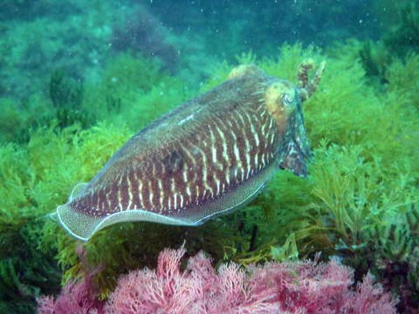 Cephalopoda - Common Cuttlefish