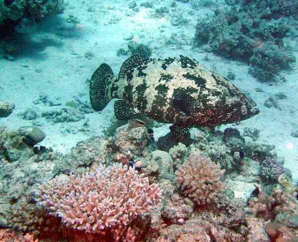 Groupers - Marbled Grouper