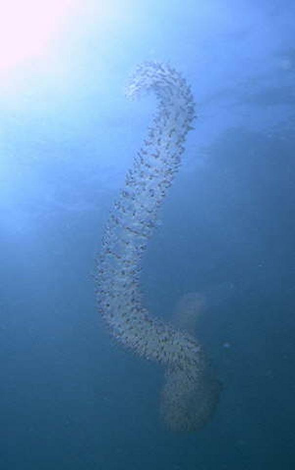 Siphonophore - Siphonophore