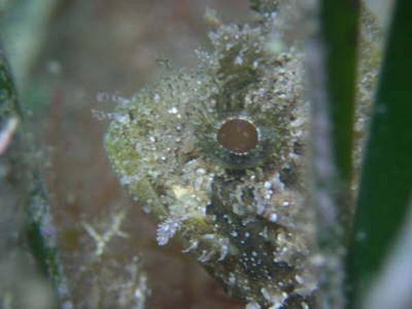 Scorpionfish - Red Scorpionfish