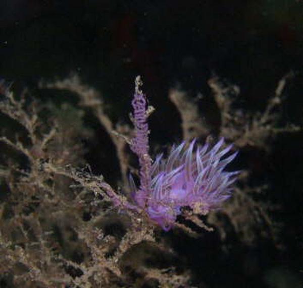 Nudibranch - Affinis Sea Slug