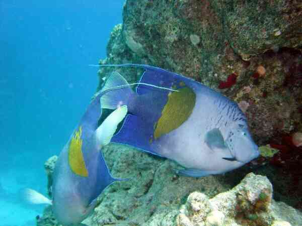 Angelfish - Yellowbar Angelfish