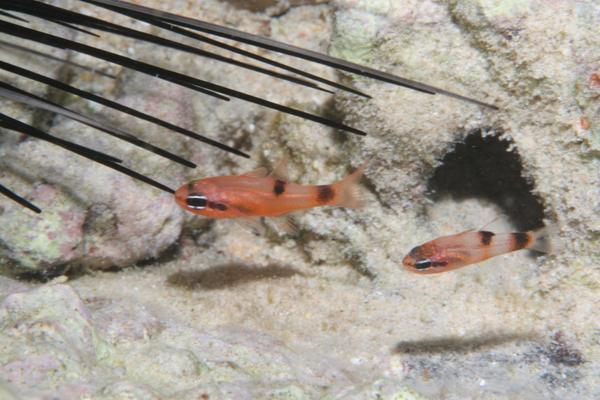 Cardinalfish - Flamefish