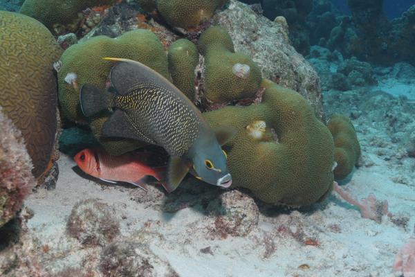 French Angelfish - Pomacanthus paru