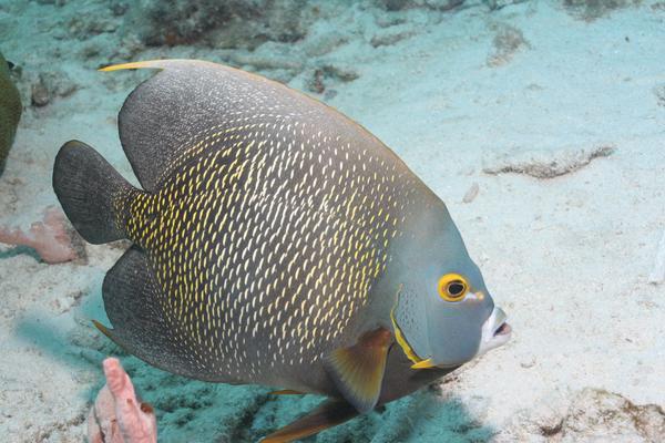 Angelfish - French Angelfish