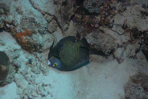 Angelfish - French Angelfish