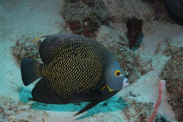 French Angelfish - Pomacanthus paru