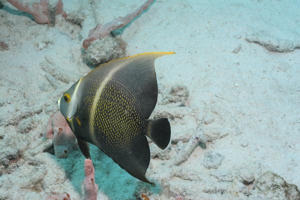 Angelfish - French Angelfish