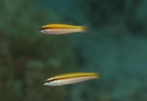 Wrasse - Rainbow Wrasse