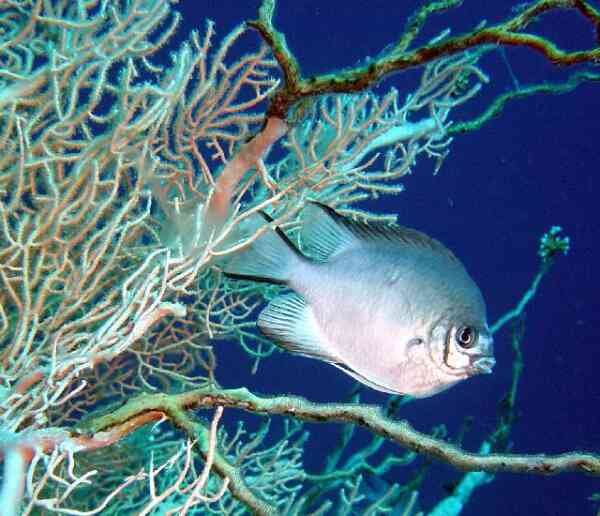 Damselfish - Whitebelly Damselfish