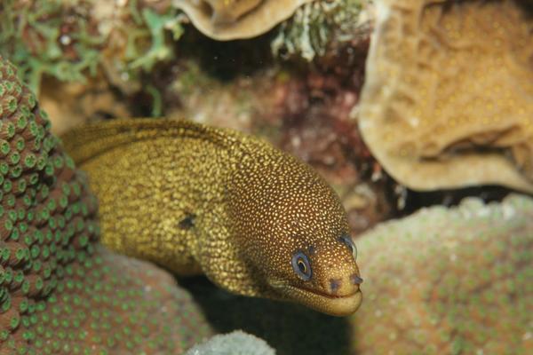 Moray - Goldentail Moray