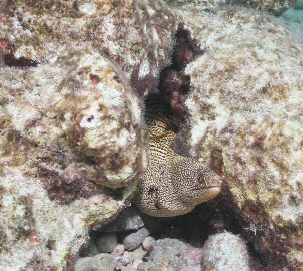 Moray - Goldentail Moray Moray - Goldentail Moray