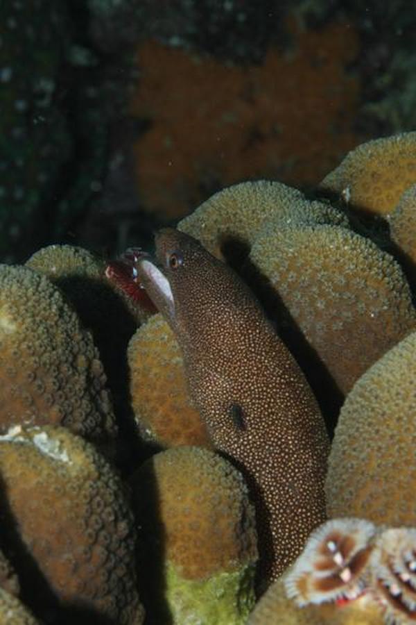 Moray - Goldentail Moray Moray - Goldentail Moray