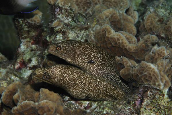 Moray - Goldentail Moray Moray - Goldentail Moray