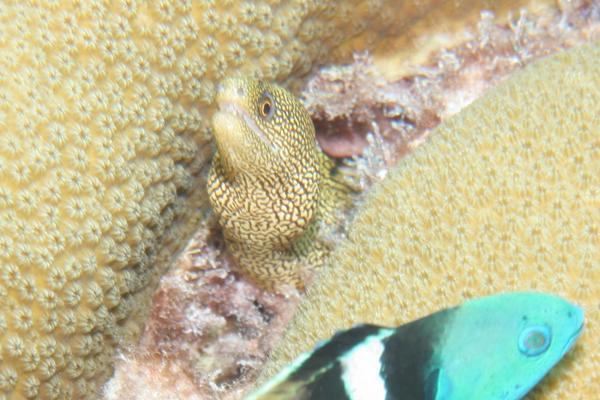 Moray - Goldentail Moray Moray - Goldentail Moray