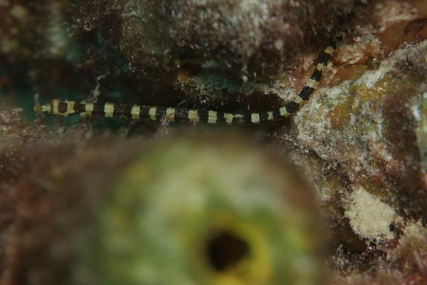 Pipefish - Harlequin Pipefish