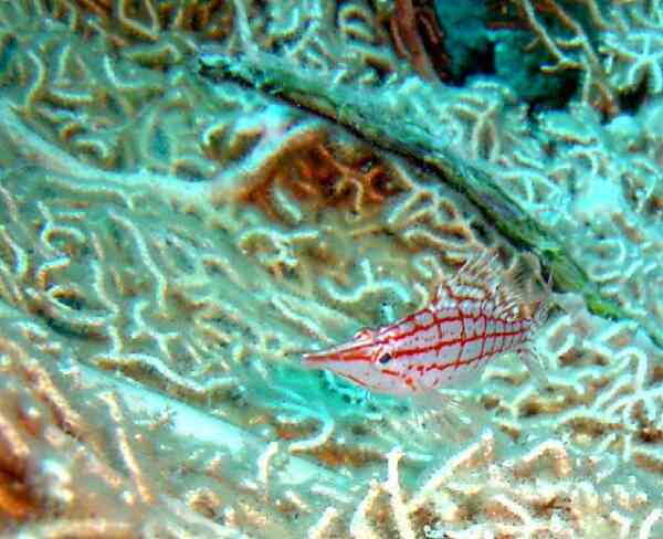 Hawkfish - Longnose Hawkfish