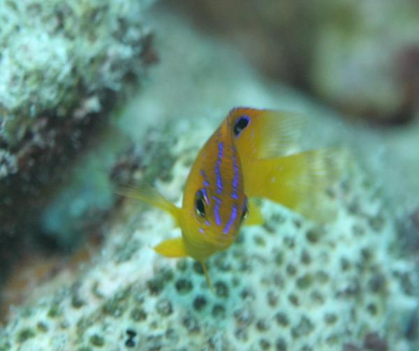 Damselfish - Longfin Damselfish