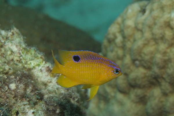 Damselfish - Longfin Damselfish