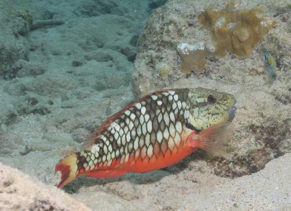 Stoplight Parrotfish - Sparisoma viride